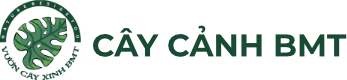 Cây Cảnh BMT | Bán Sỉ &amp; Lẻ Cây Cảnh Buôn Ma Thuột - Đắk Lắk