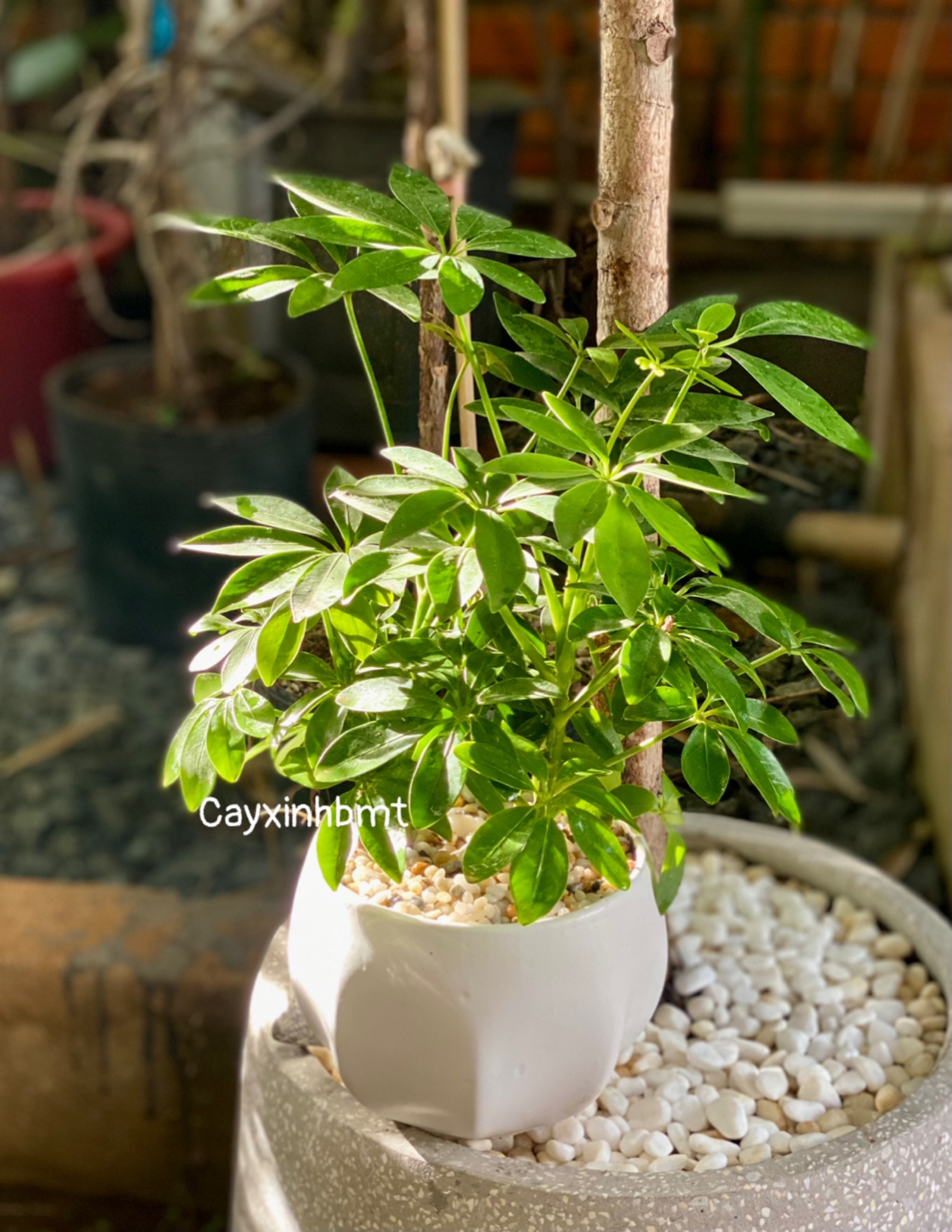 5 bài thuốc từ cây Ngũ Da Bì