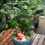 Tiểu cảnh kim ngân xoắn mix cau tiểu trâm