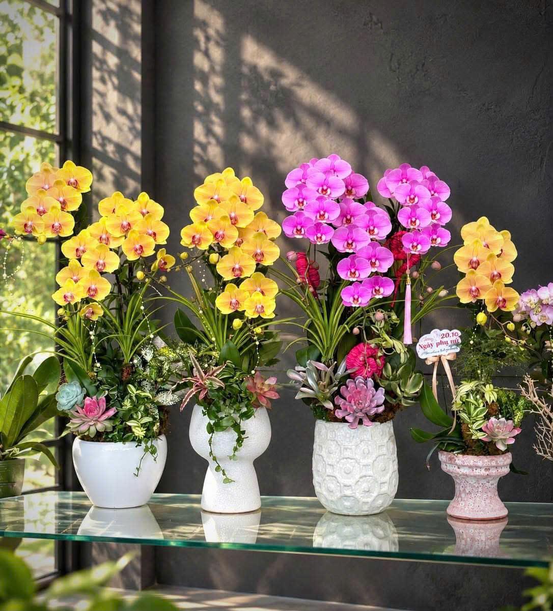 CHẬU LAN HỒ ĐIỆP THIẾT KẾ