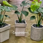 Cây trầu bà lá xẻ mini(minimonstera)