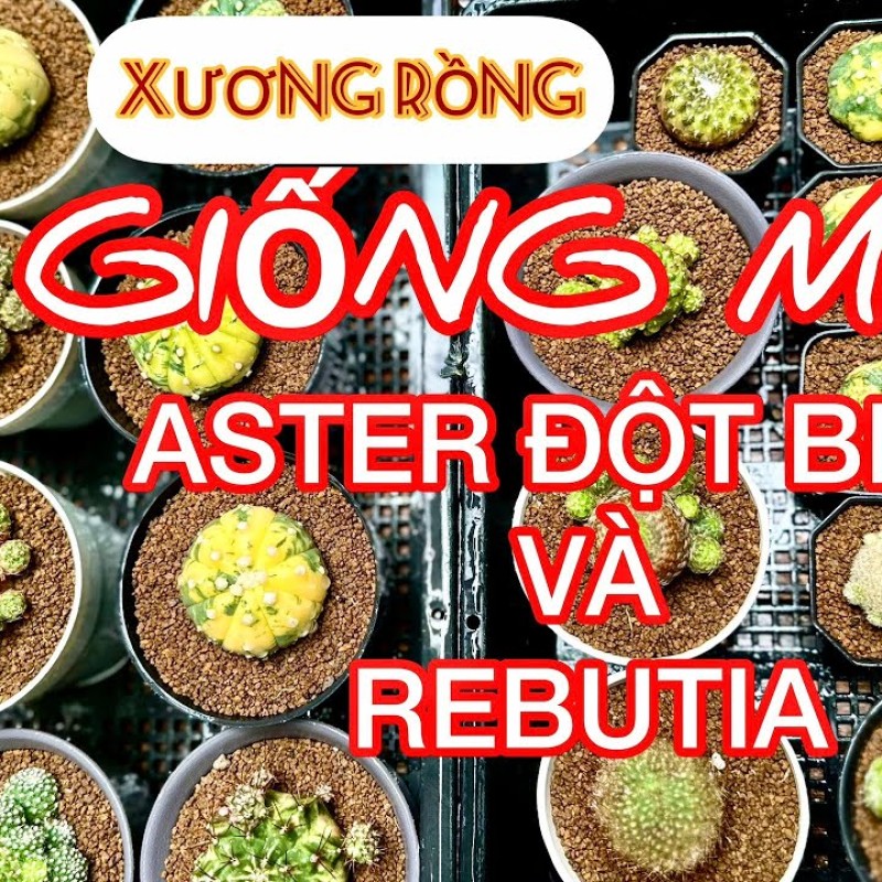 Xương rồng Aster đột biến và Rebutia nhiều màu hoa xịn xò