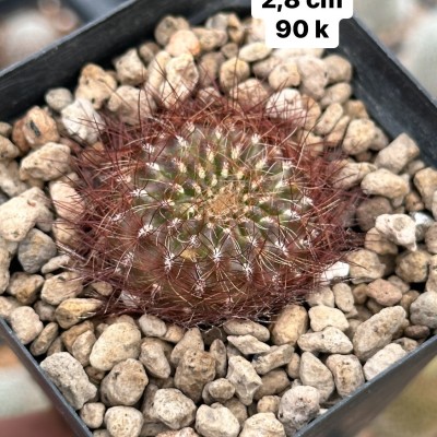 Xương rồng Rebutia Thái Lan