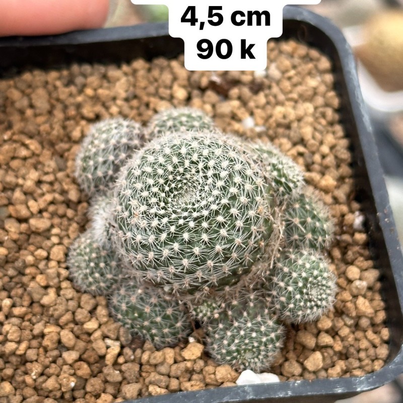 Xương rồng Rebutia Thái Lan