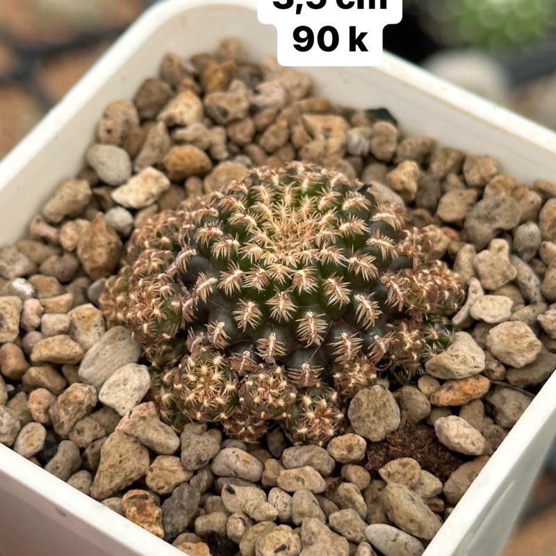 Xương rồng Rebutia Thái Lan