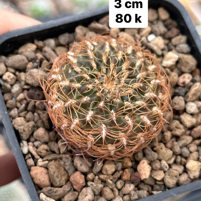 Xương rồng Rebutia Thái Lan