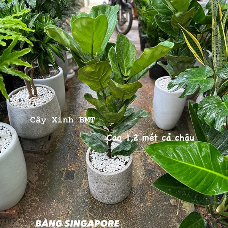 Bàng Singapore